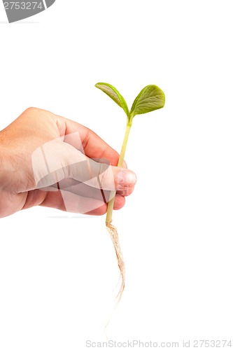 Image of Male hand hold a small sprout and an earth handful