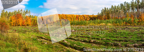 Image of Autumn forest panorama