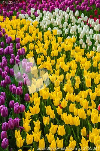 Image of Multicolored flower  tulip field in Holland