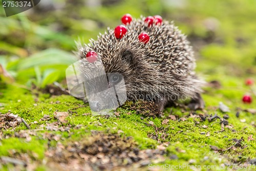 Image of Wild Hedgehog is looking for a food