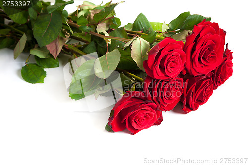 Image of Three fresh red roses over white background