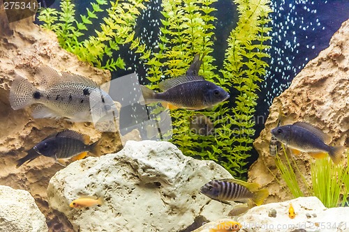 Image of Ttropical freshwater aquarium with fishes