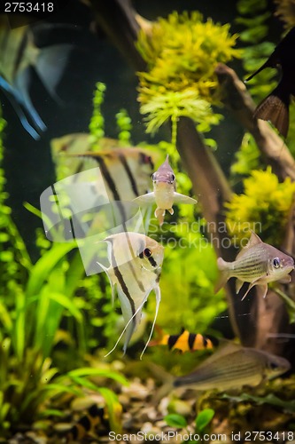 Image of Freshwater aquarium with fish pterophyllum scalare