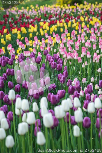 Image of Multicolored flower  tulip field in Holland