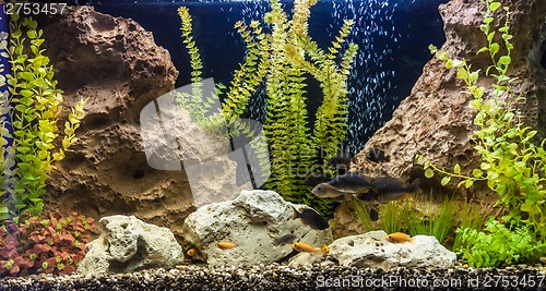 Image of Ttropical freshwater aquarium with fishes