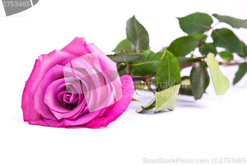 Image of One fresh pink rose  over white background