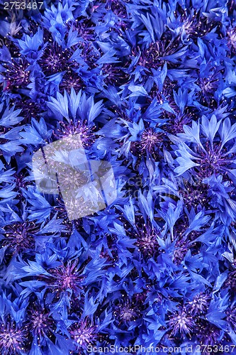 Image of Beautiful spring flowers blue cornflower on background. Blue flo