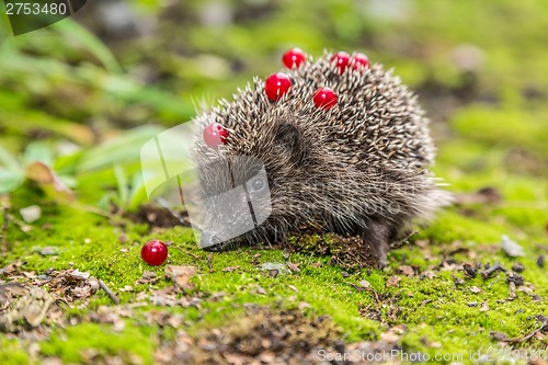 Image of Wild Hedgehog is looking for a food