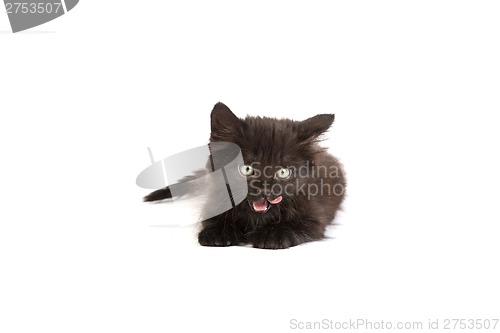 Image of Cute black kitten on  a white background