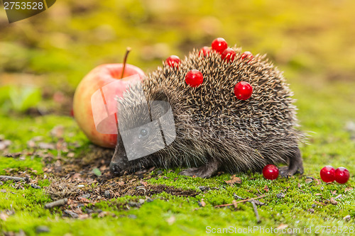 Image of Wild Hedgehog is looking for a food