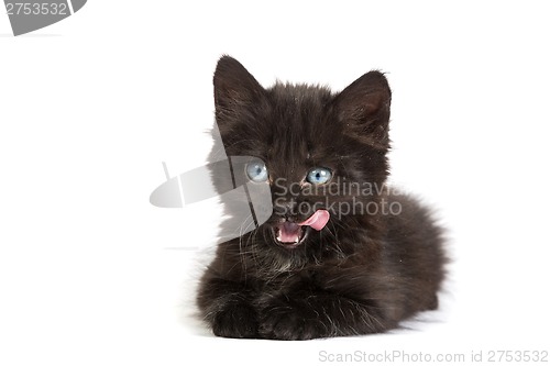 Image of Cute black kitten on  a white background