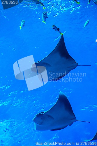 Image of Stingray fish. Aquarium tropical fish on a coral reef