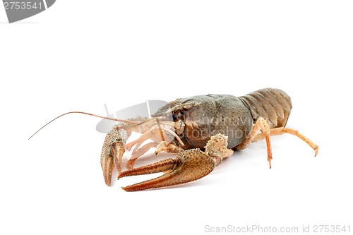 Image of River raw crayfish