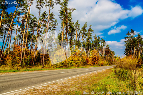 Image of road in forest