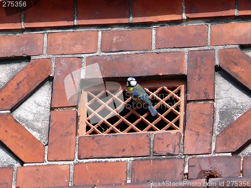 Image of Blue Tit Bird In Ventilation Hole