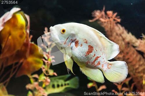 Image of Ttropical freshwater aquarium with fishes