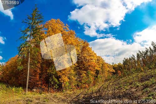 Image of Autumn forest panorama