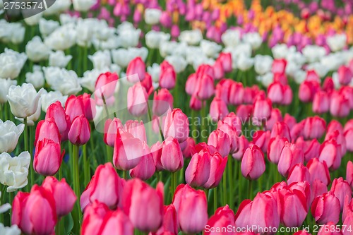 Image of Multicolored flower  tulip field in Holland