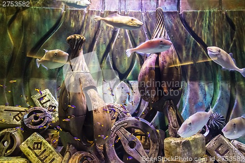 Image of Aquarium tropical fish on a coral reef