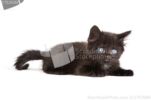 Image of Cute black kitten on  a white background