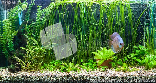 Image of Aquarium with tropical fish of the Symphysodon discus spieces