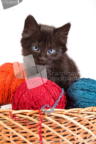 Image of Black kitten playing with a red ball of yarn on white background