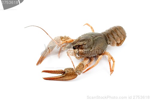 Image of River raw crayfish