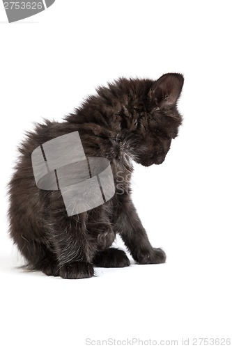 Image of Cute black kitten on  a white background