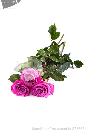Image of Three fresh pink roses over white background