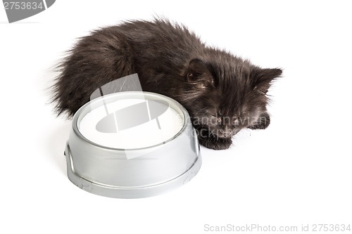 Image of Black kitten drinks milk, on a white background