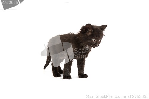 Image of Cute black kitten on  a white background