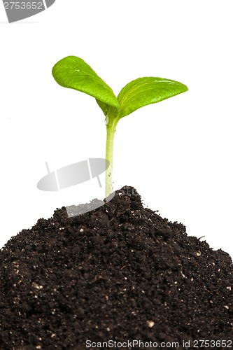 Image of Heap dirt with a green plant sprout isolated