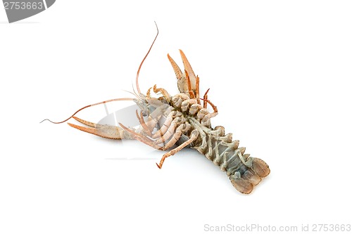 Image of River raw crayfish