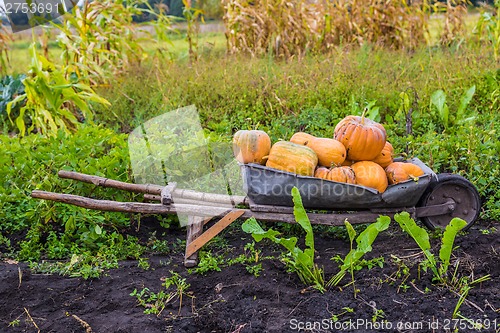 Image of Pumpkins on a wheelbarrow.