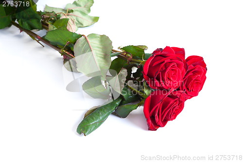 Image of Three fresh red roses over white background