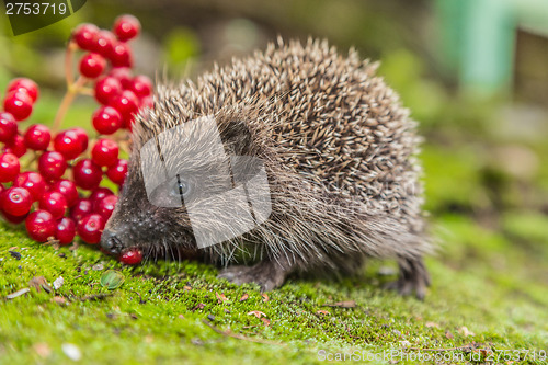 Image of Wild Hedgehog is looking for a food
