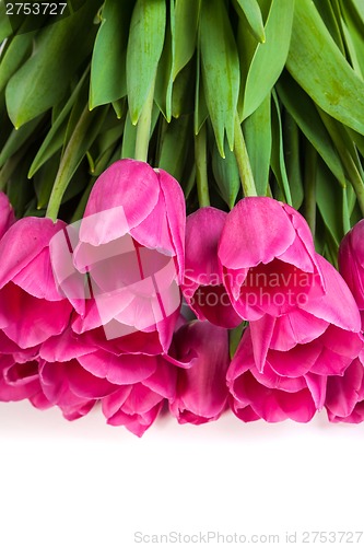 Image of Bunch of tulips on a white