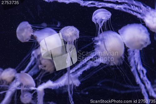 Image of Beautiful jellyfish moving slowly in aquarium in Dubai