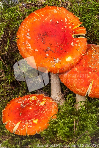 Image of Fly agaric toadstool in moss