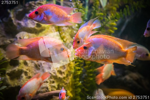 Image of Ttropical freshwater aquarium with fishes