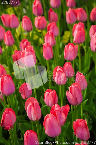 Image of Multicolored flower  tulip field in Holland