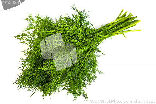 Image of Fresh branches of green dill isolated