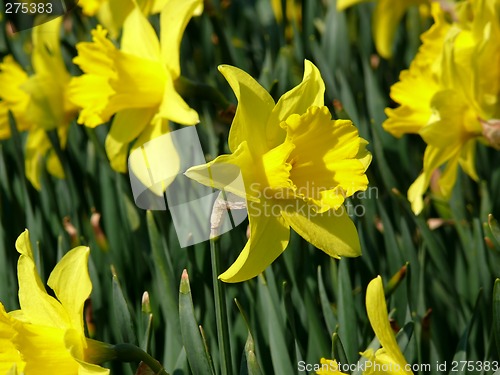 Image of Narcissus Flower