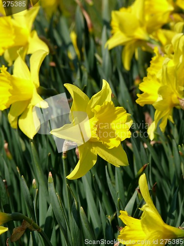 Image of Narcissus Flower