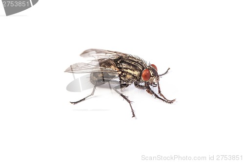 Image of Fly isolated on white. Macro shot of a housefly,