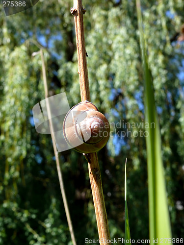 Image of Snail Background