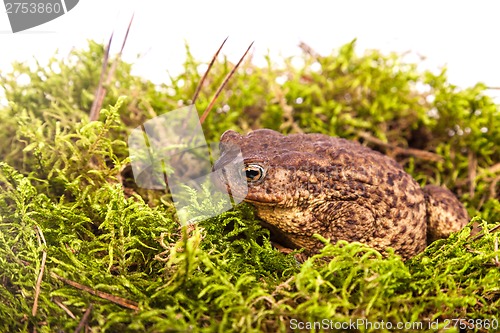 Image of Toad is sitting on moss
