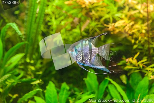 Image of Ttropical freshwater aquarium with fishes