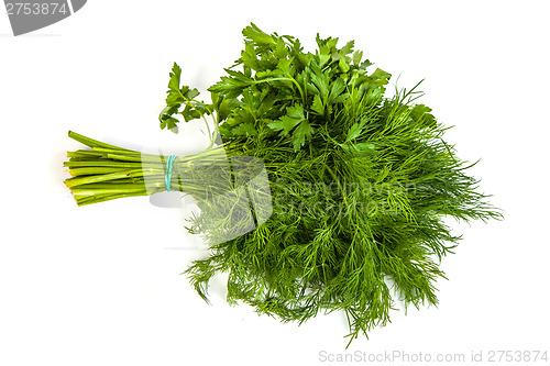 Image of Fresh branches of green dill and Parsley tied isolated