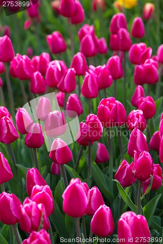 Image of Multicolored flower  tulip field in Holland